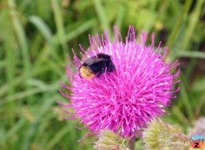 Alpen-Distel (Carduus defloratus) mit Hummel