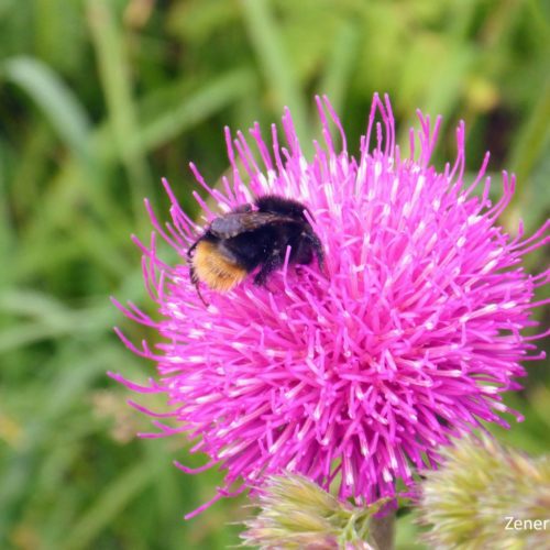 Alpen-Distel (Carduus defloratus) mit Hummel