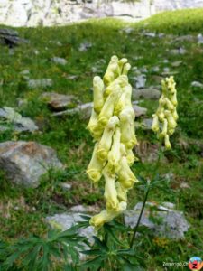 Gelber-/Wolfs-Eisenhut (Aconitum lycoctonum)