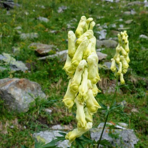 Gelber-/Wolfs-Eisenhut (Aconitum lycoctonum)