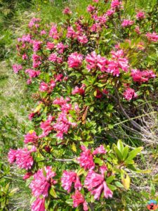 Rostblättrige Alpenrose (Rhododendron ferrugineum)