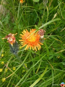 Gold-Pippau (Crepis aurea)