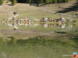 Kühe am Lago Lod