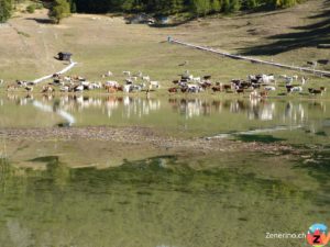 Kühe am Lago Lod