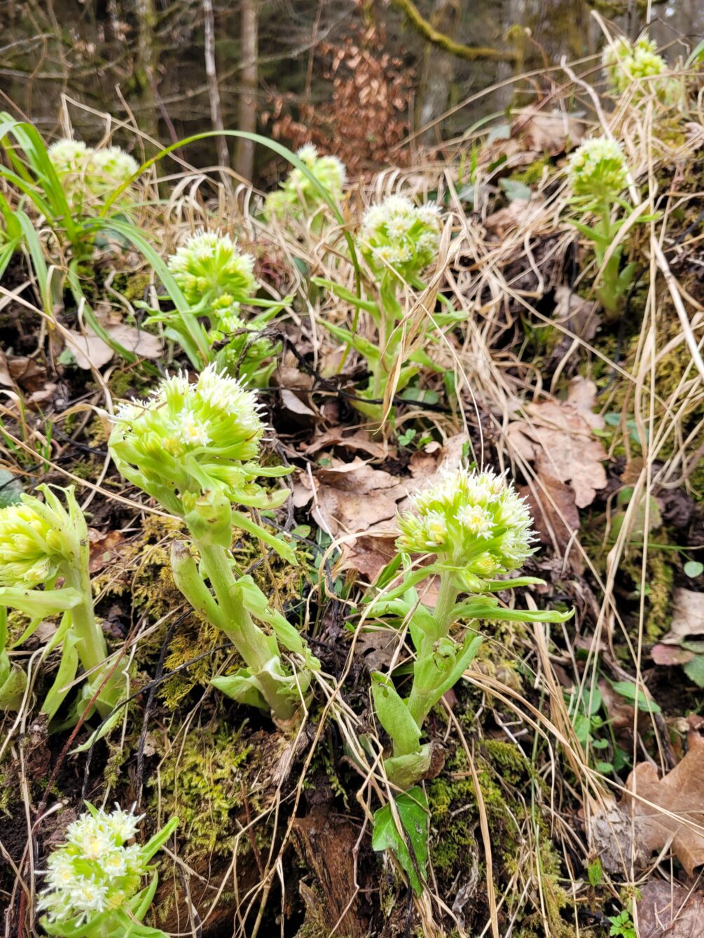 Weisse Pestwurz (Petasites albus)