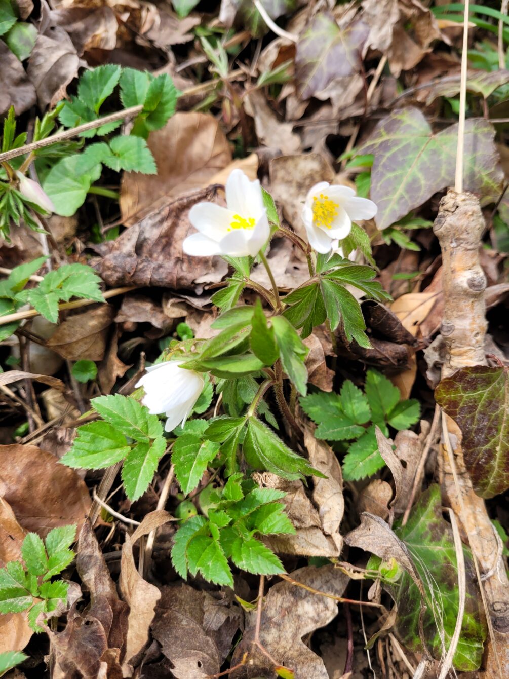 Buschwindröschen (Anemone nemorosa)