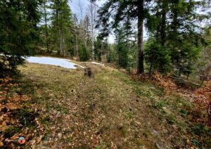 Wald Chräzerenpass